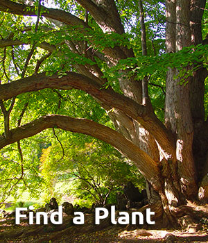 Find a Plant